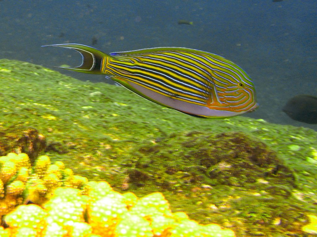 Acanthurus lineatus (Pesce chirurgo rigato)